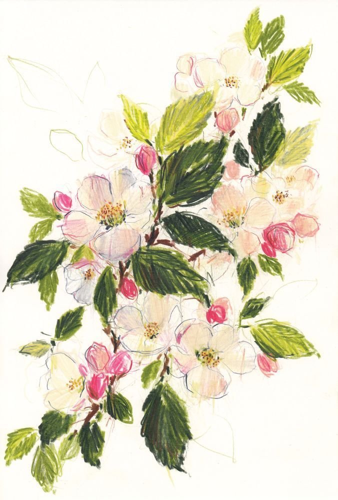 Blossom and Roses 1